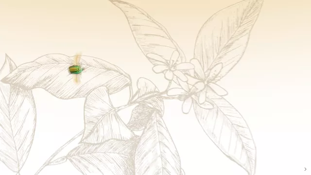 van-cleef-3